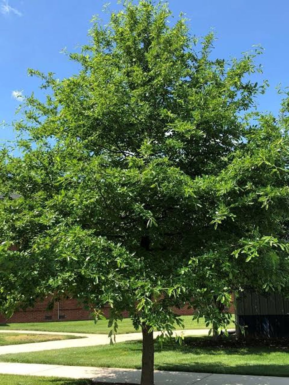Quercus phellos Willow Oak (25lt)