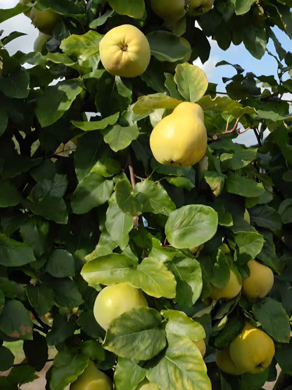 Quince Champion (25lt)