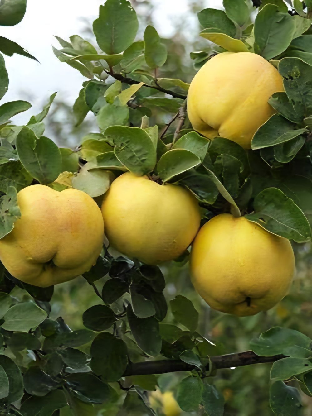 Quince Smyrna (25lt)