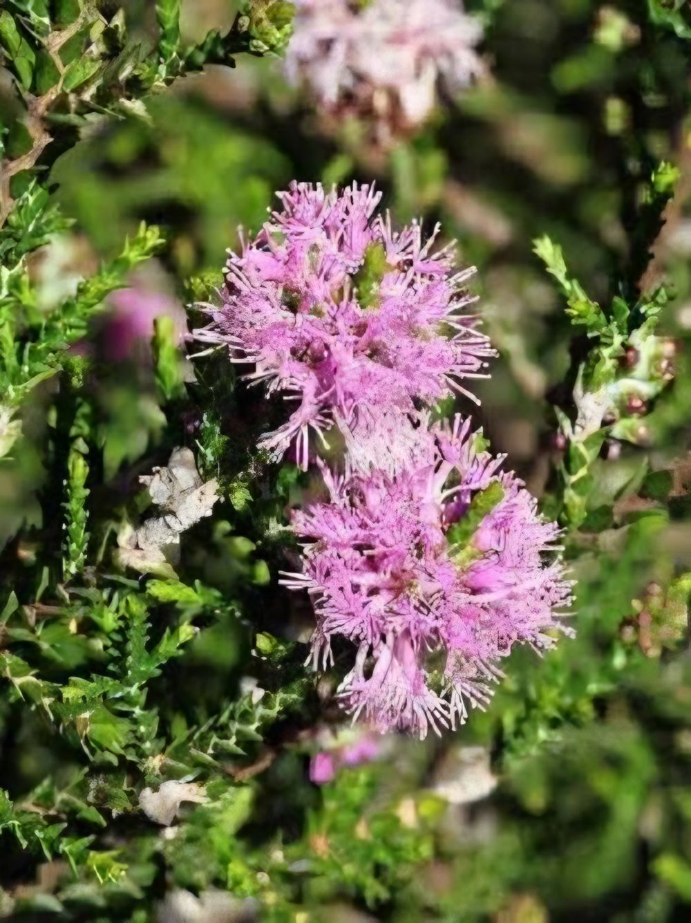 Regelia inops (14cm)
