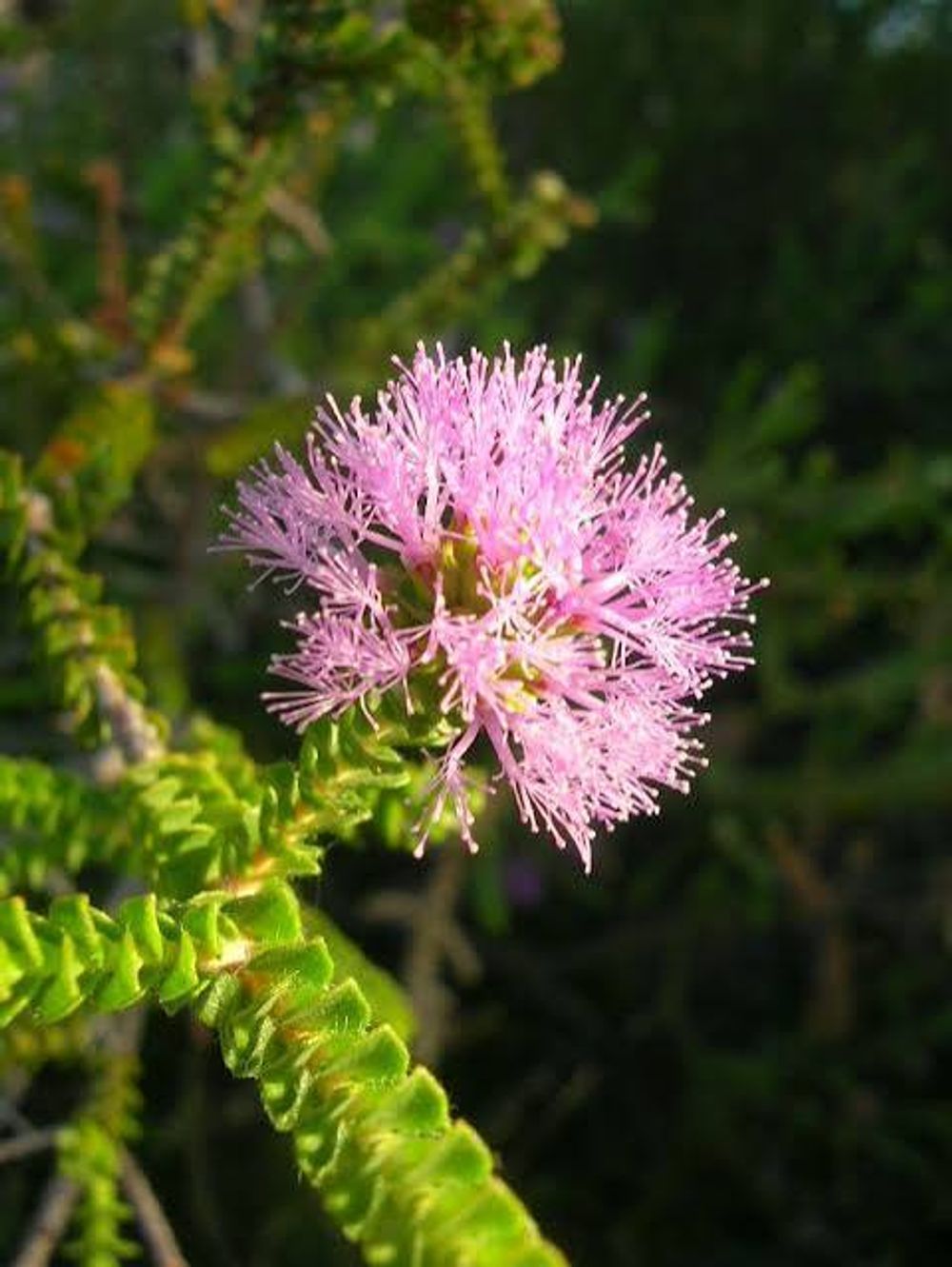 Regelia ciliata (14cm)
