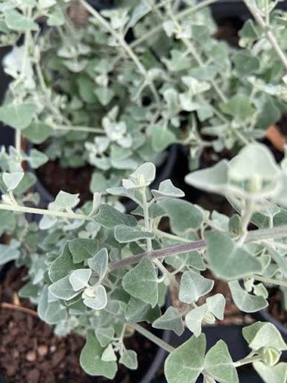 RHAGODIA SILVER BORDER (14CM)