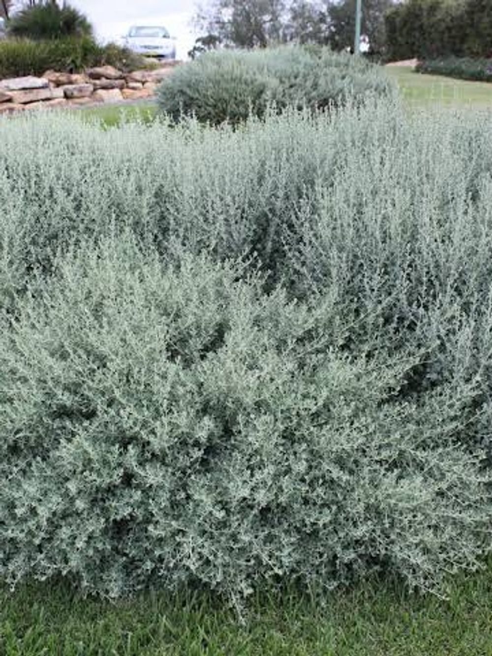 RHAGODIA AUSSIE FLAT BUSH PBR (14CM)