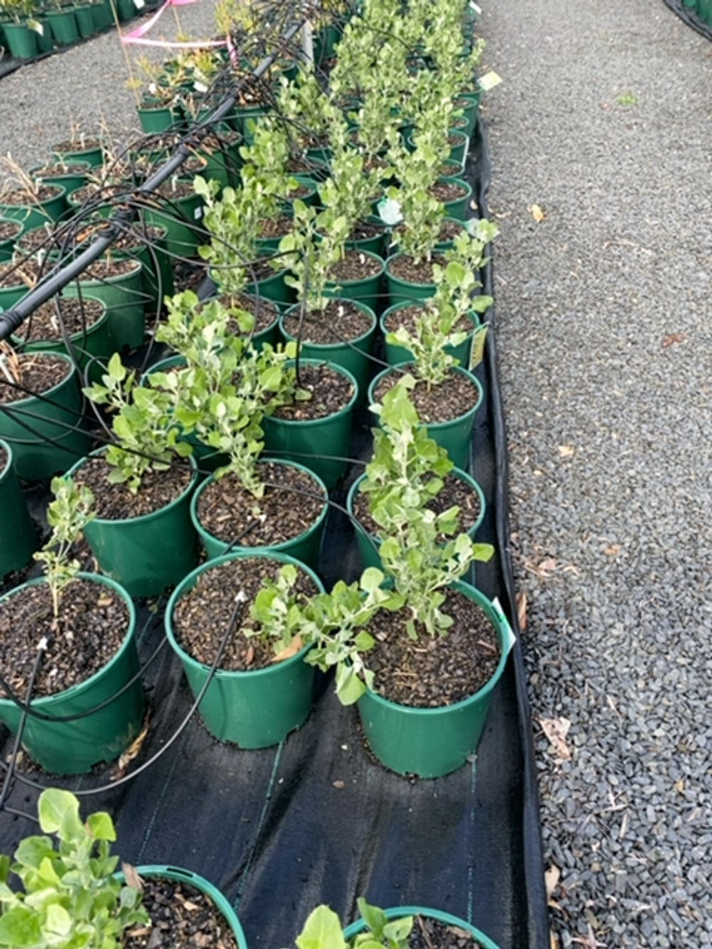 Rhagodia parabolica Grey Edge (20cm)