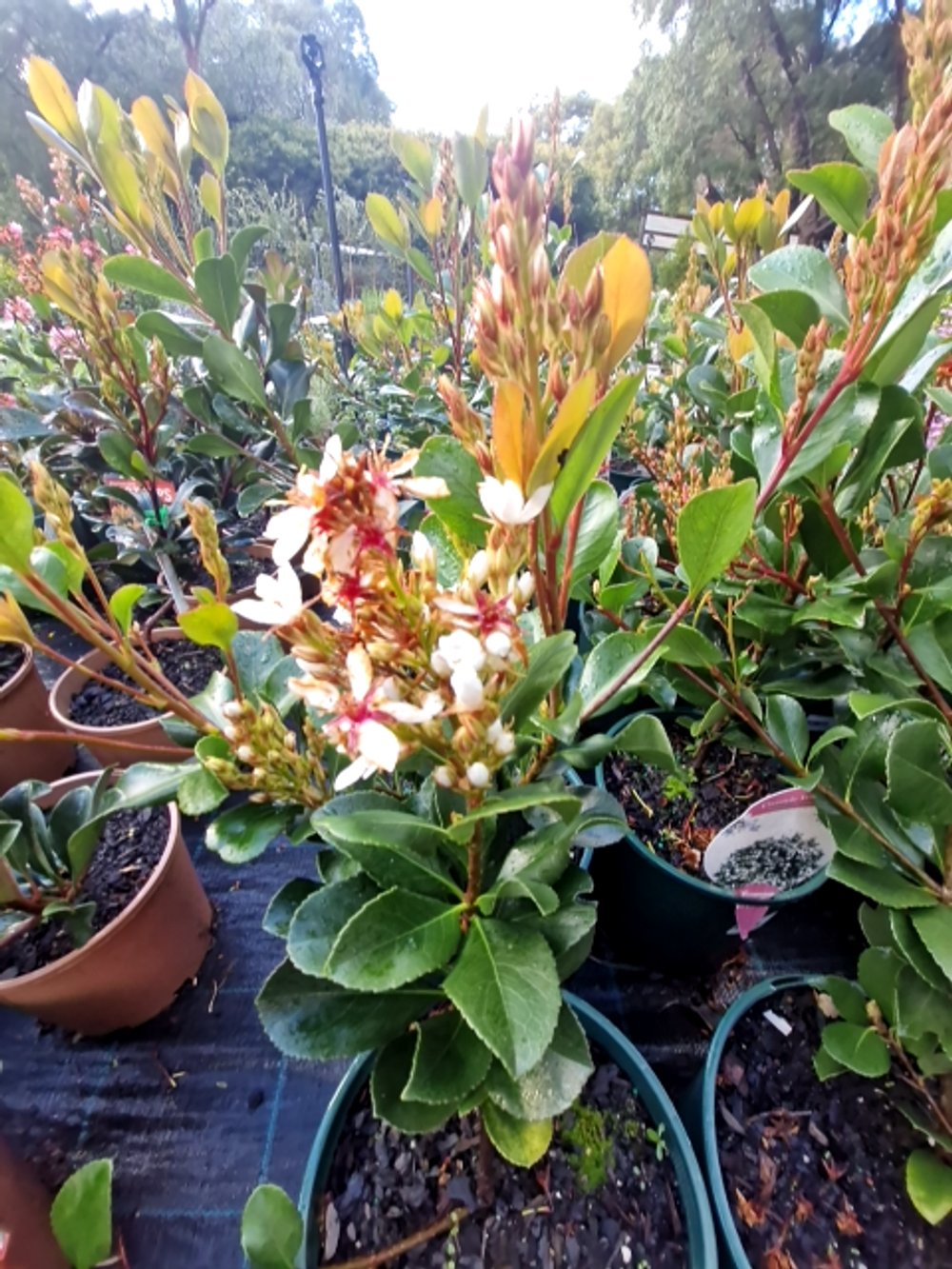 Rhaphiolepis indica Cosmic White (20cm)