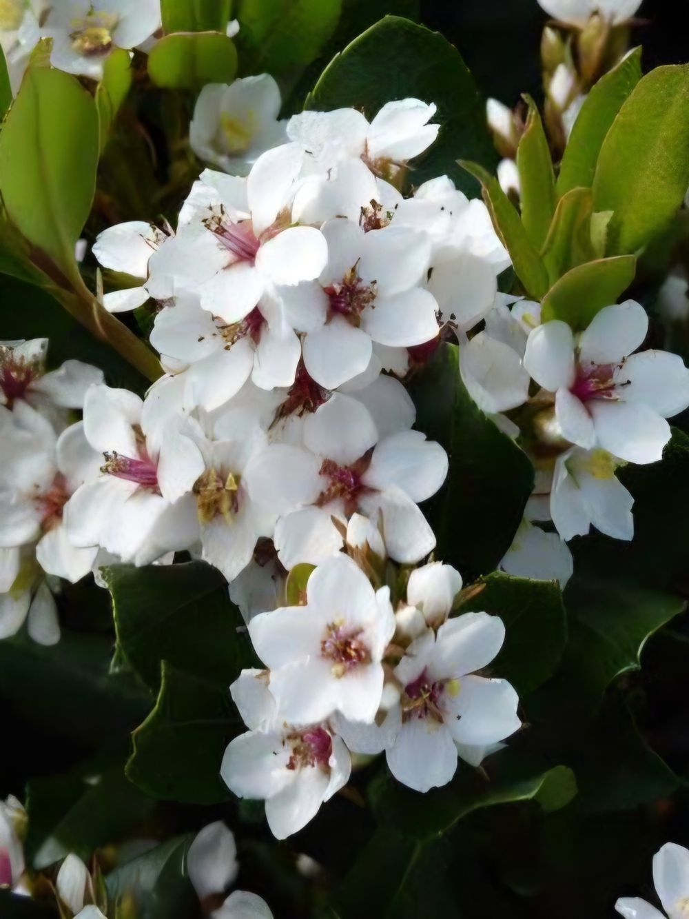 Rhaphiolepis indica Cosmic White (20cm)