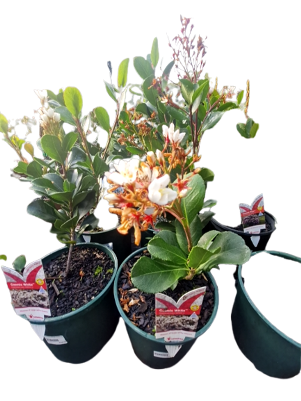 RHAPHIOLEPSIS INDICA COSMIC WHITE (20CM)