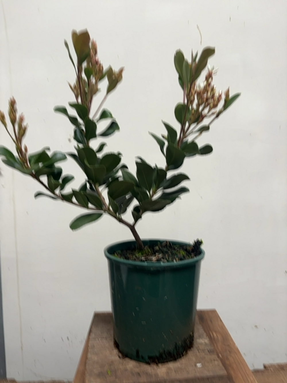 RHAPHIOLEPSIS INDICA COSMIC WHITE (20CM)