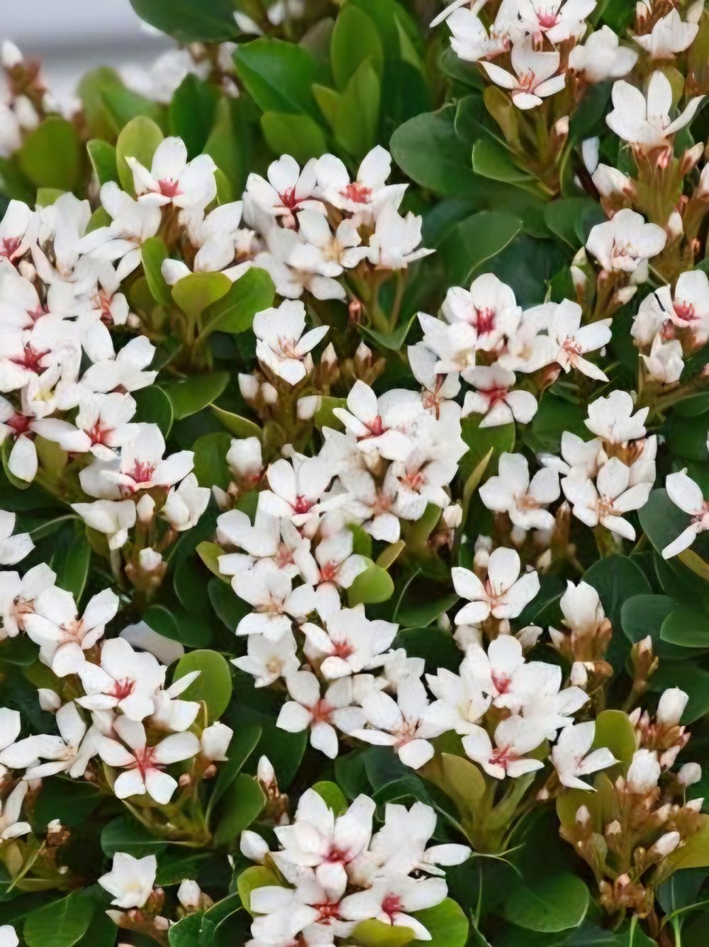Rhaphiolepis indica Snow Maiden (14cm)