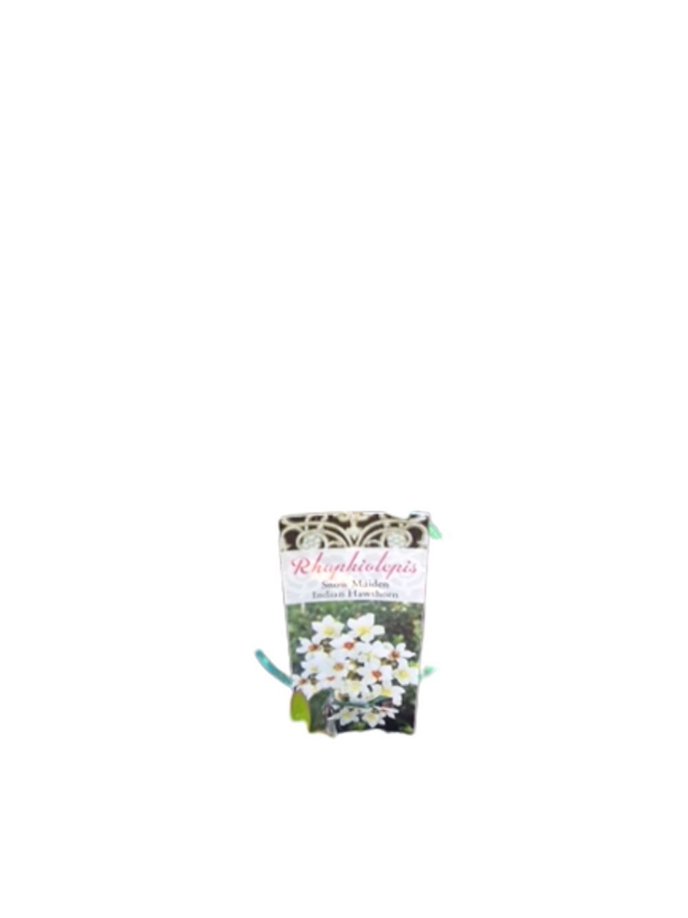 RHAPHIOLEPSIS INDICA SNOW MAIDEN (14CM)