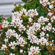 Rhaphiolepsis Indica Snow Maiden (20cm)