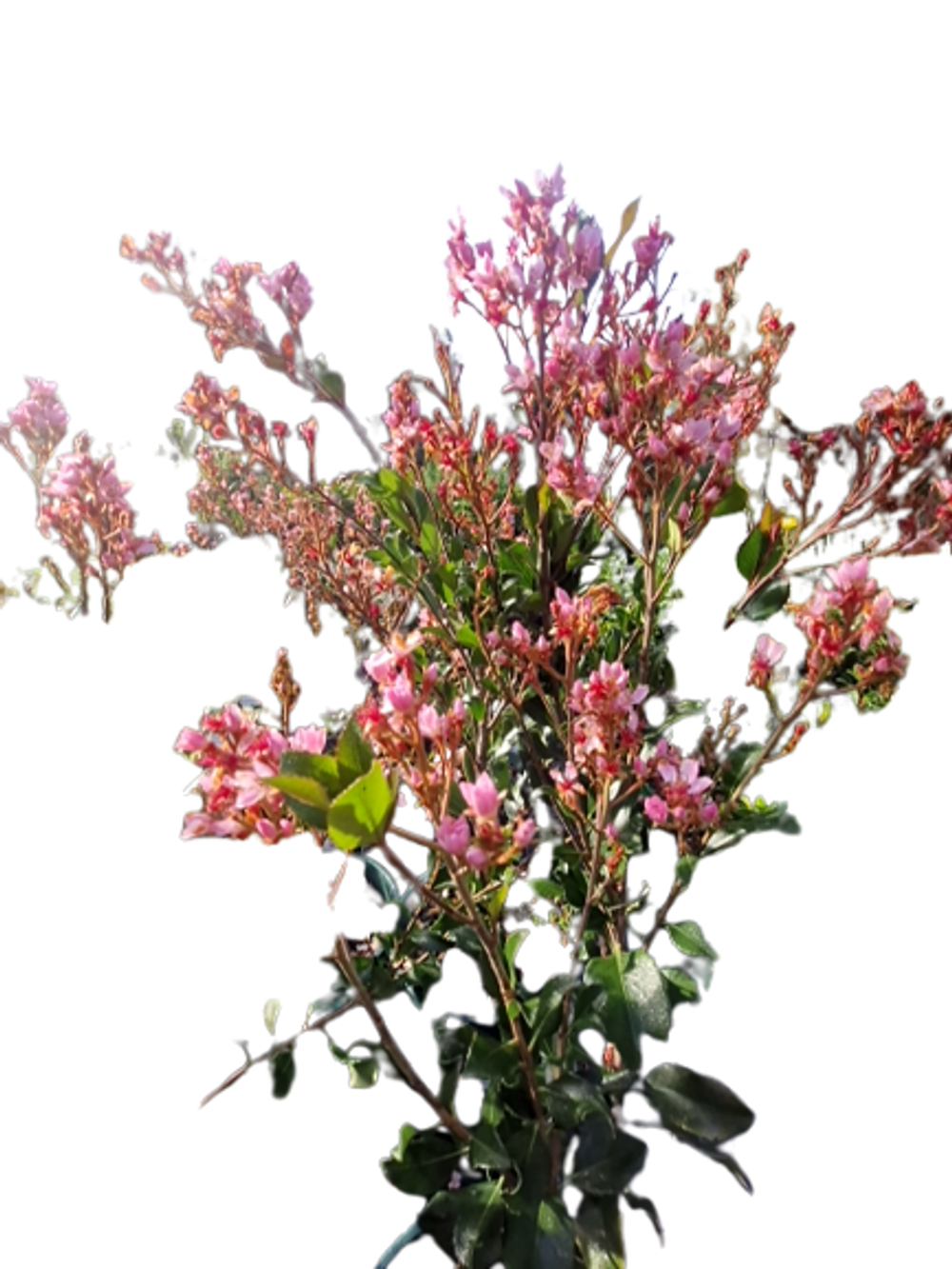 RHAPHIOLEPSIS INDICA SPRINGTIME (20CM)