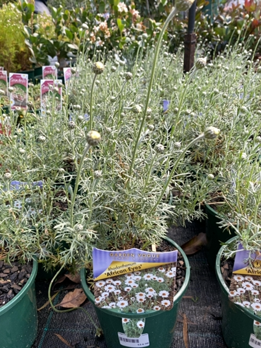 RHONDANTHEMUM AFRICAN EYES (14CM)