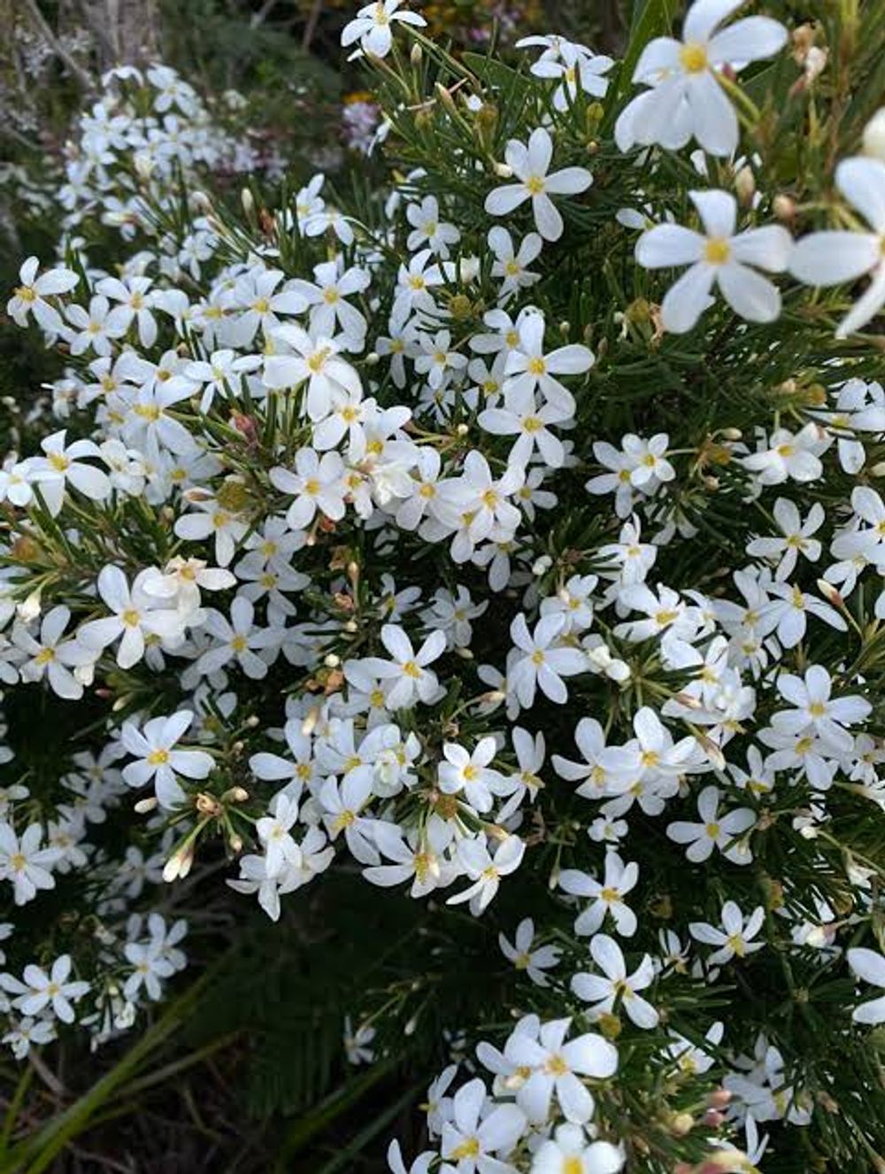 Ricinocarpus Wedding Bush(14cm)