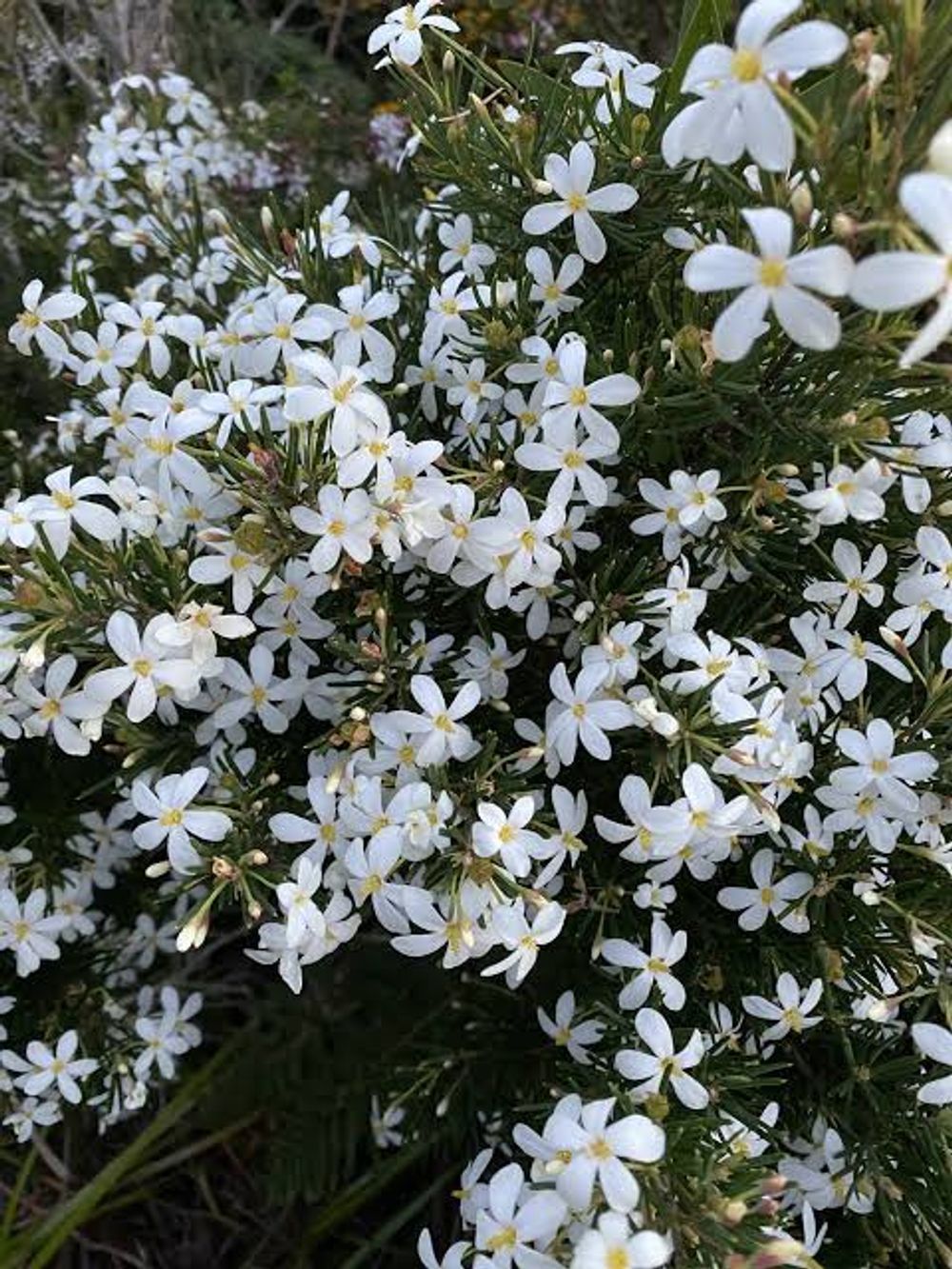 Ricinocarpos pinifolius Wedding Bush (20cm)