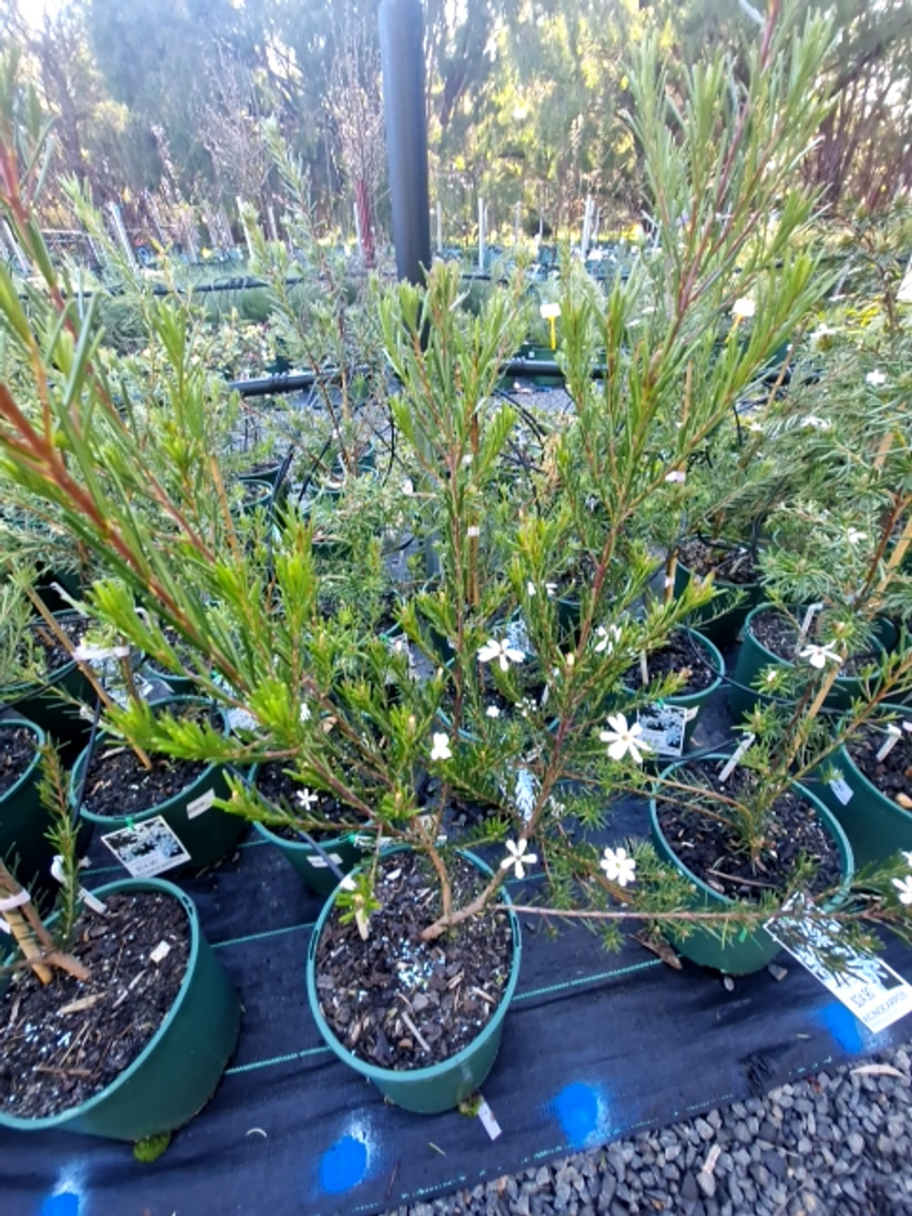 RICINOCARPUS WEDDING BUSH (20CM)