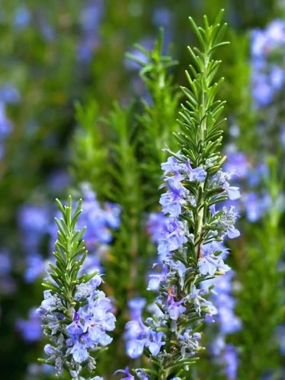 Rosmarinus officinalis Blue Lagoon (14cm)