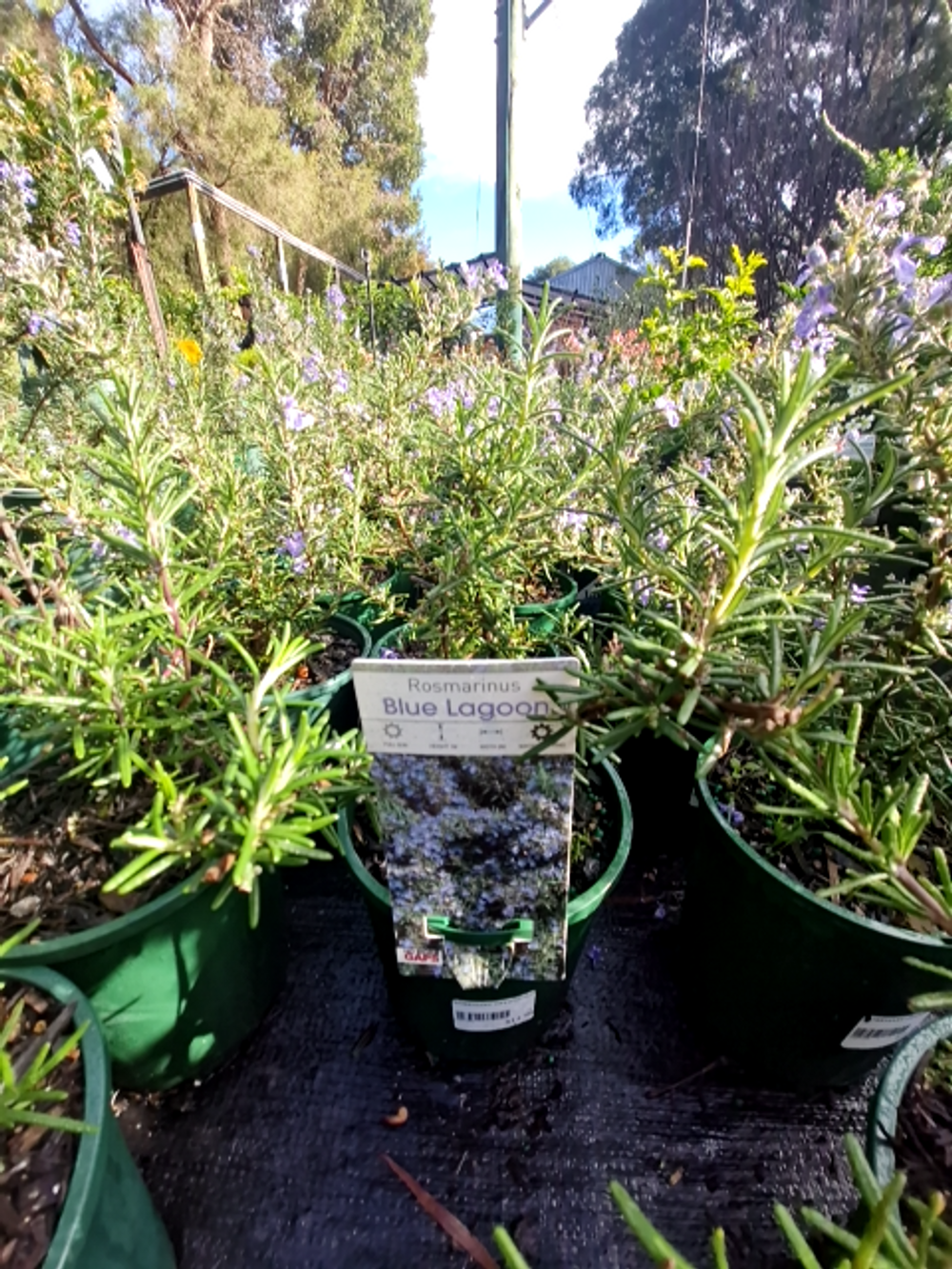 Rosmarinus officinalis Blue Lagoon (14cm)