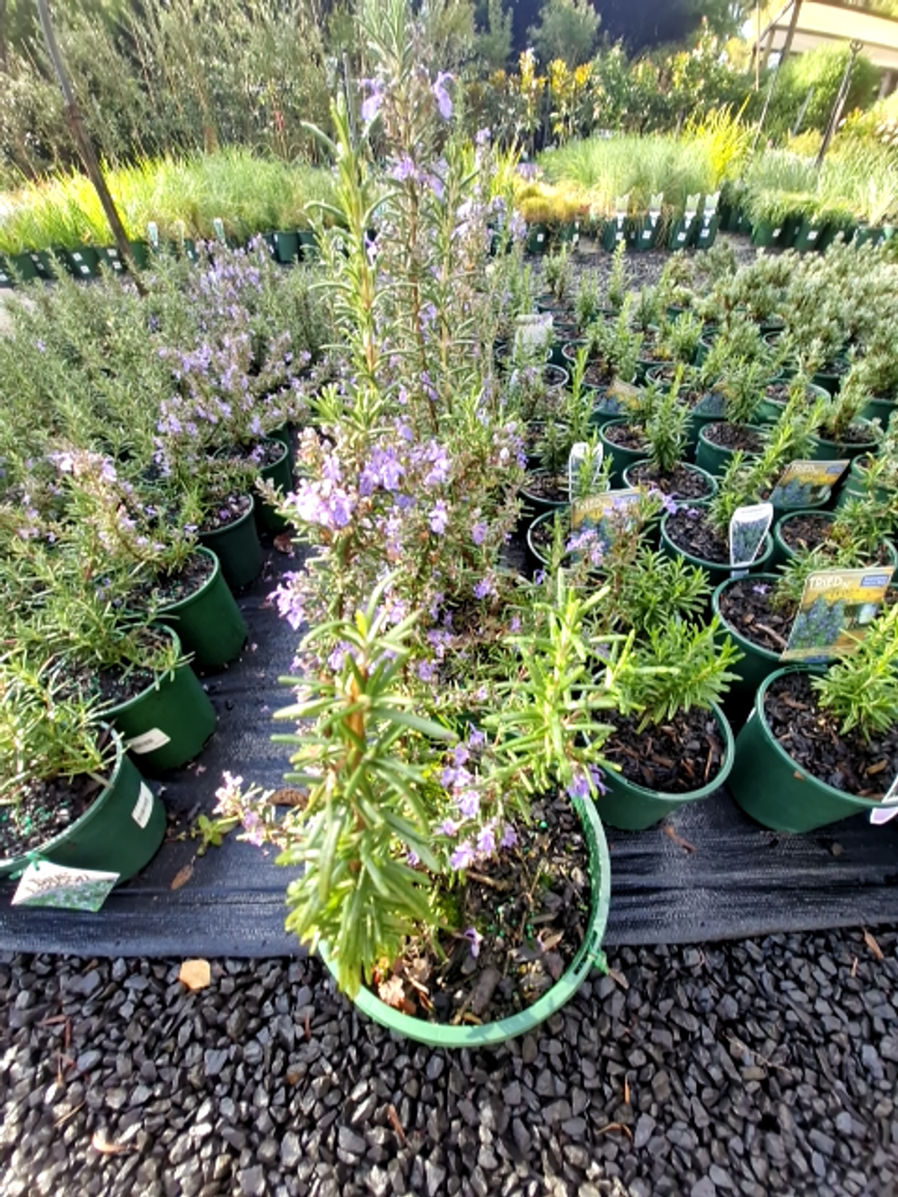 ROSEMARY OFFICINALIS BLUE LAGOON (20CM)