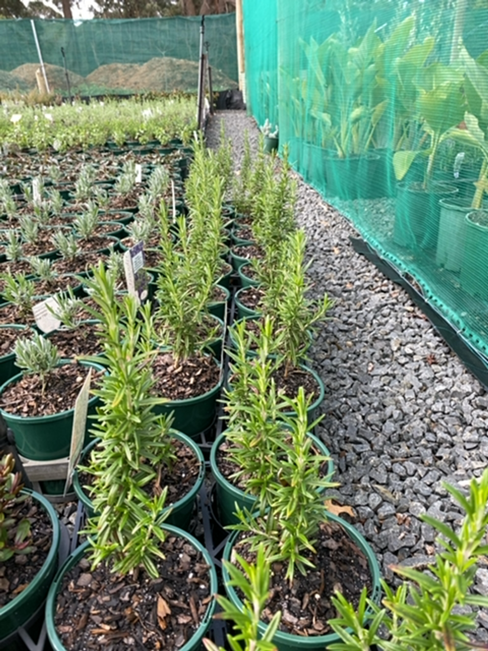 Rosemary officinalis Tuscan Blue (14cm)