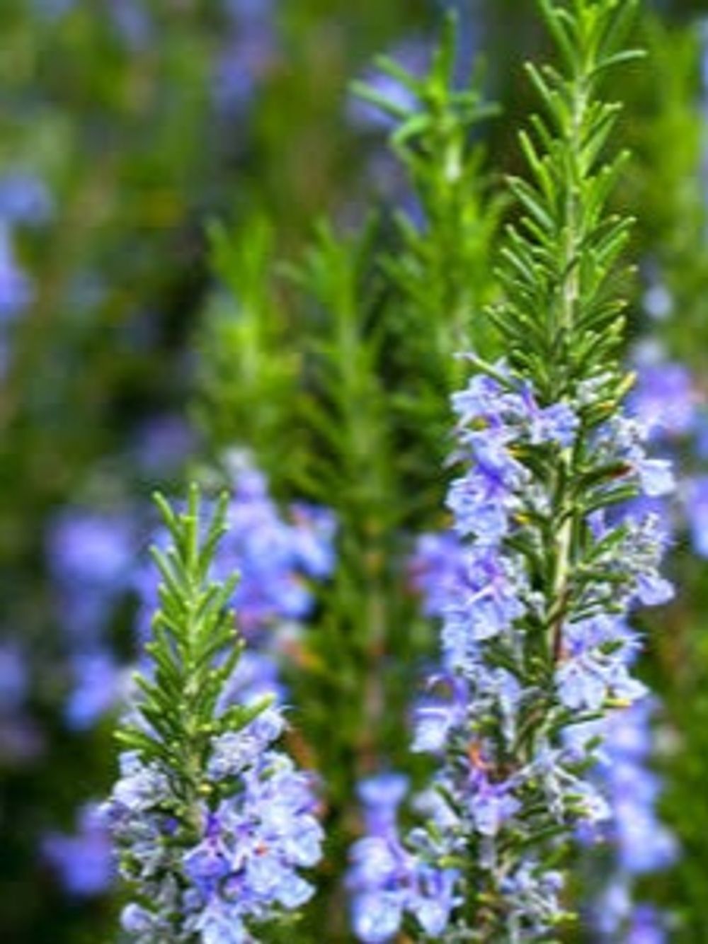 ROSEMARY OFFICINALIS TUSCAN BLUE (14CM)