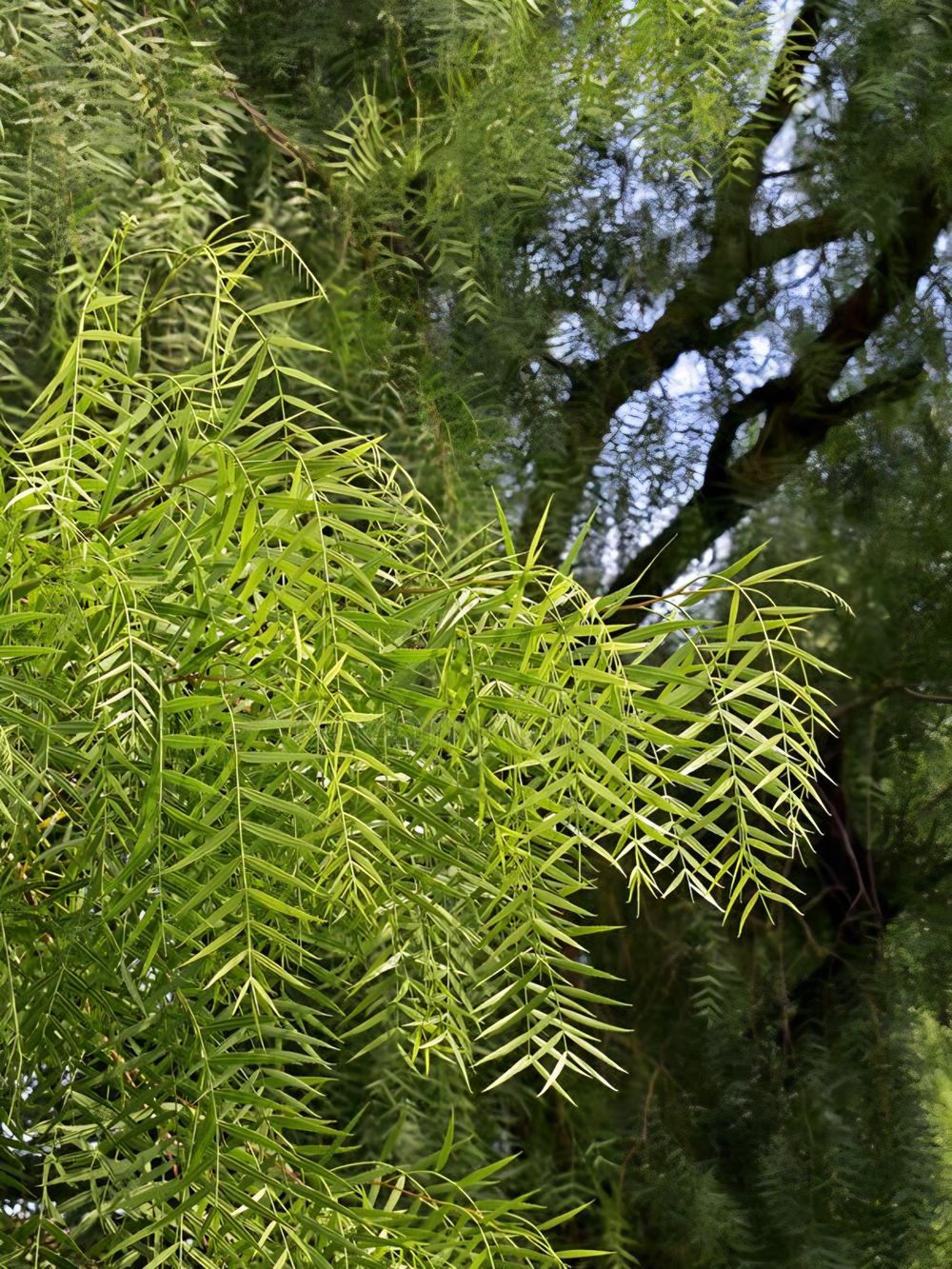 Salix babylonica Weeping Willow (45lt)
