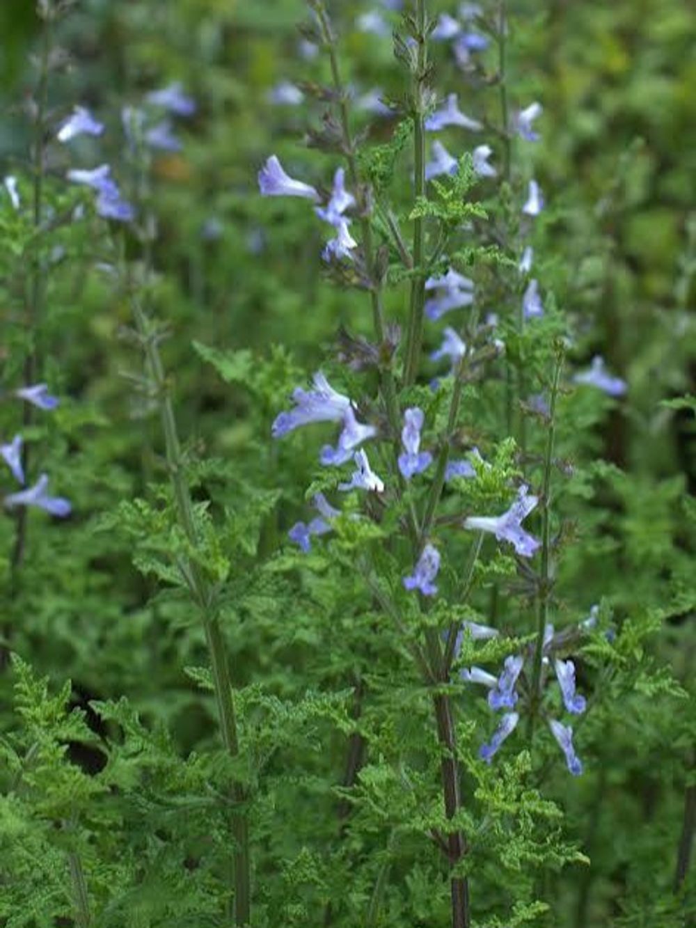 SALVIA BOUNDARY CREEK (14CM)