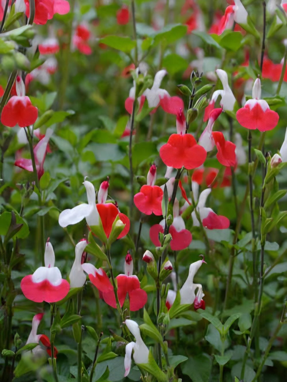 Salvia microphylla Hot Lips (14cm)