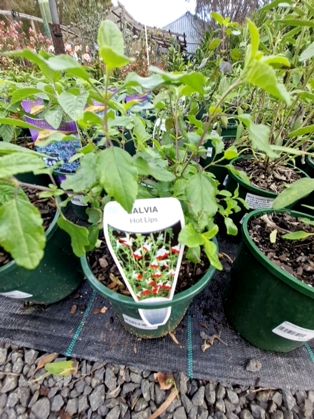 SALVIA HOT LIPS (14CM)