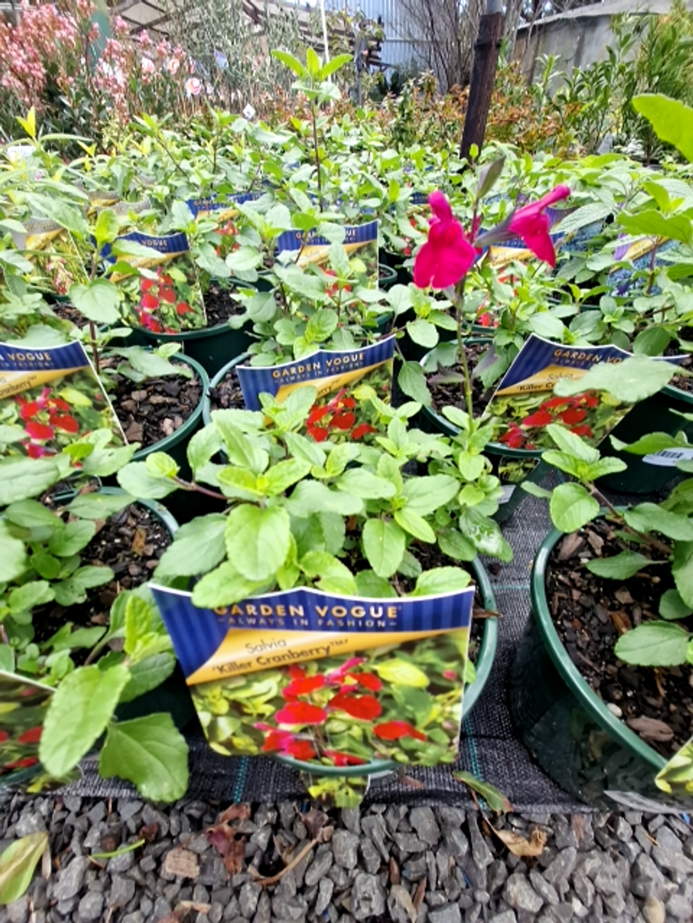 SALVIA KILLER CRANBERRY (14CM)