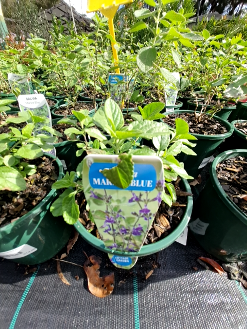 SALVIA MARINE BLUE (14CM)