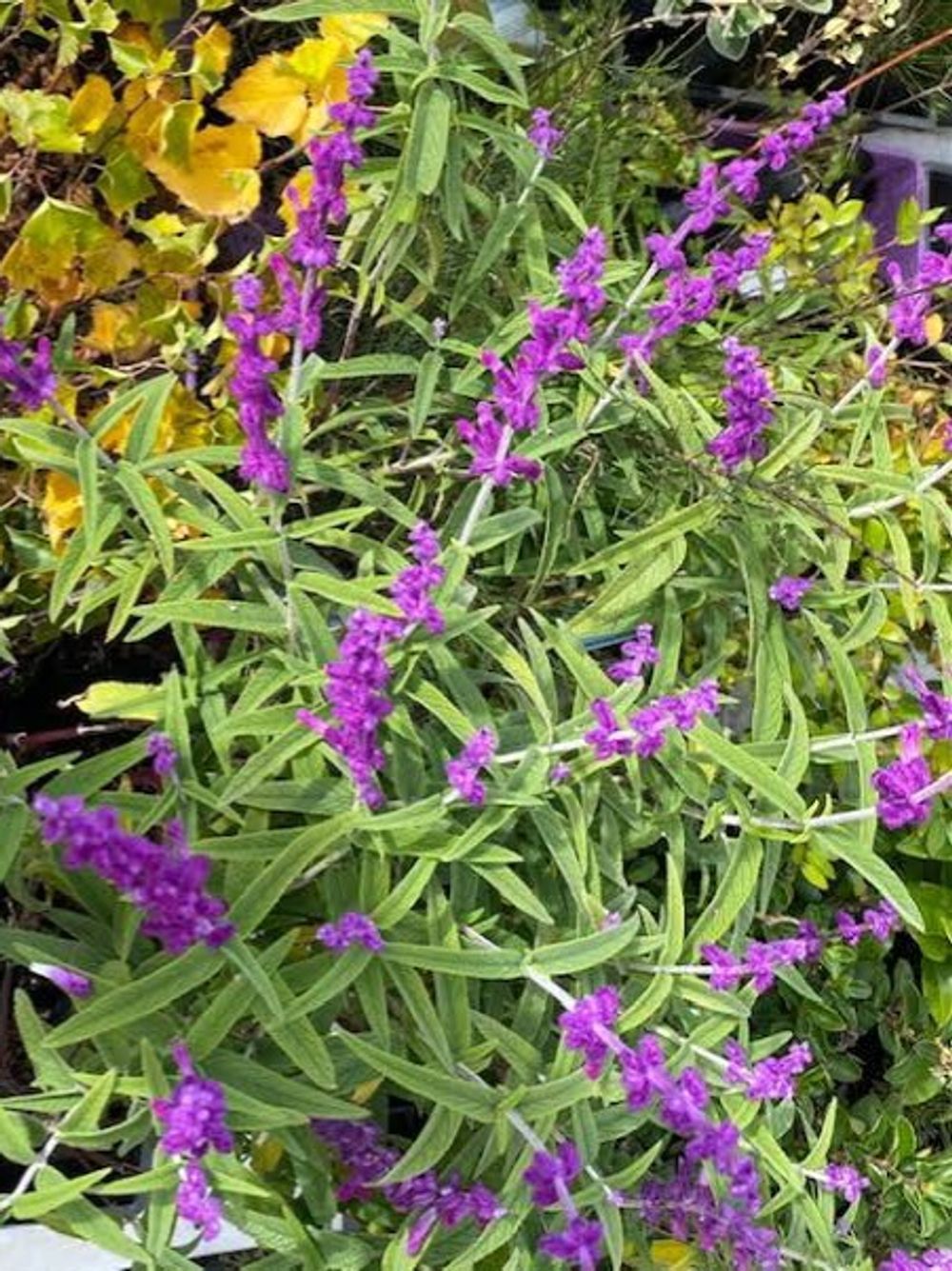SALVIA RED HARRY (14CM)