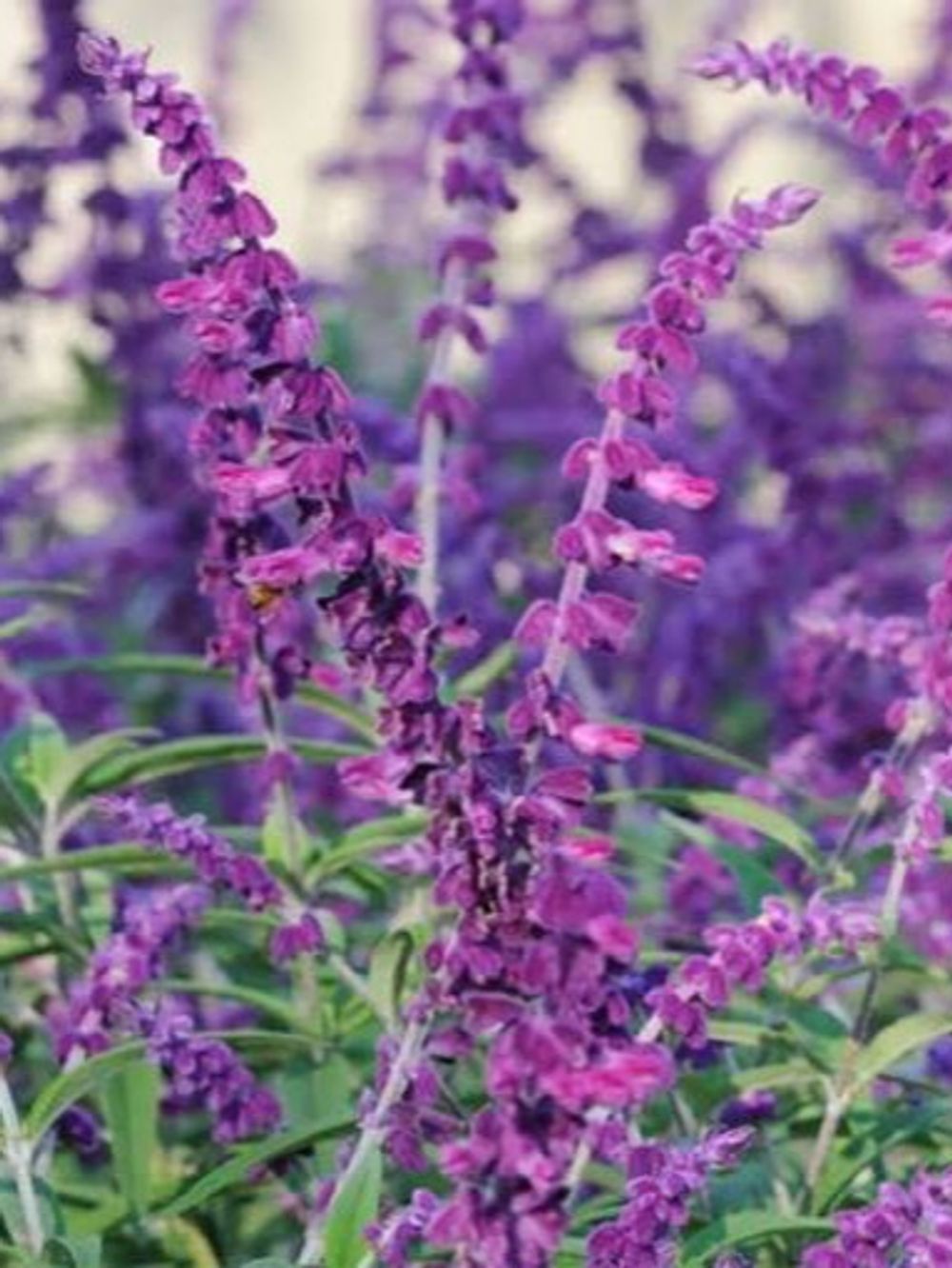 SALVIA RED HARRY (14CM)