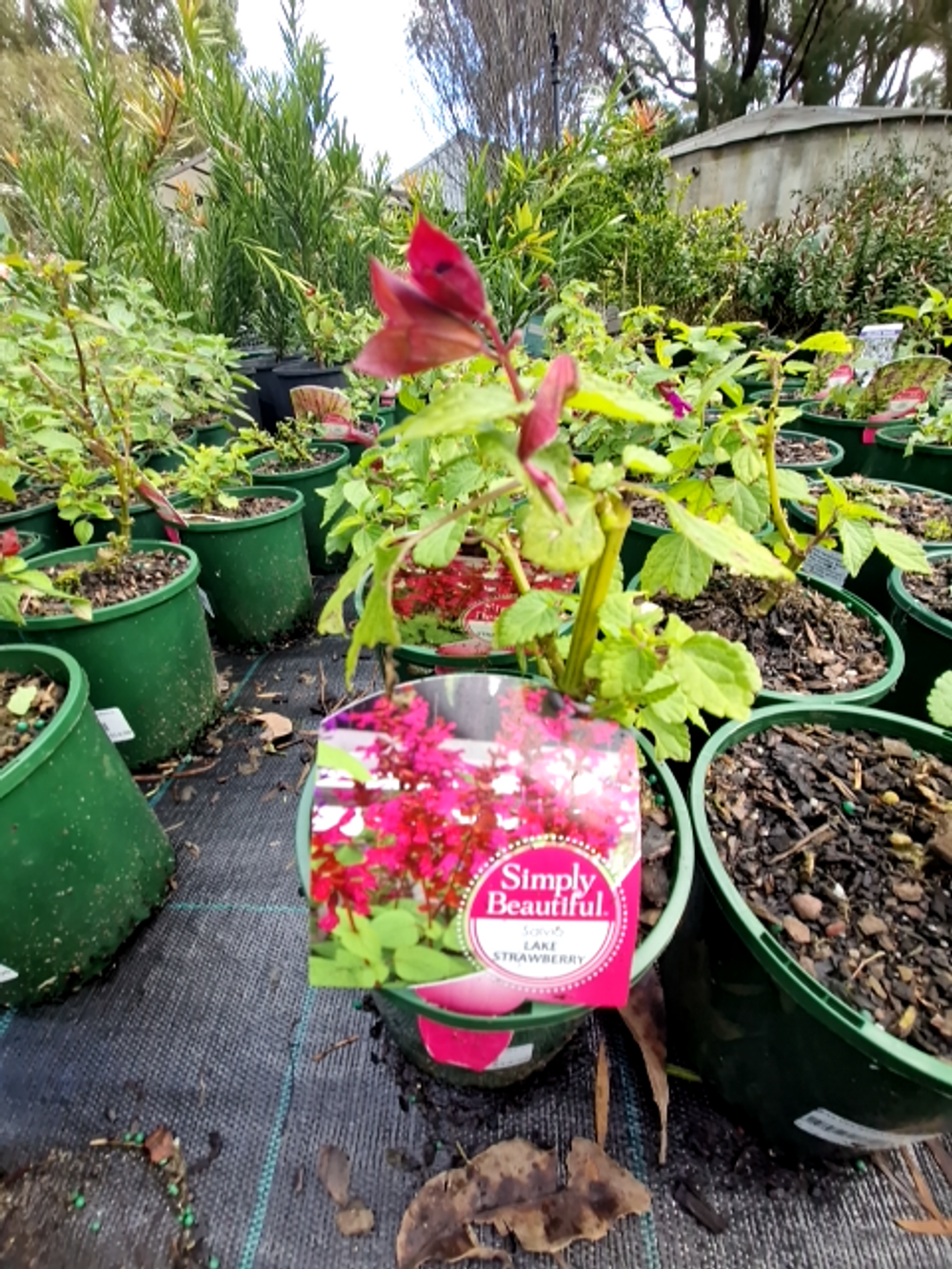 SALVIA STRAWBERRY LAKE (14CM)