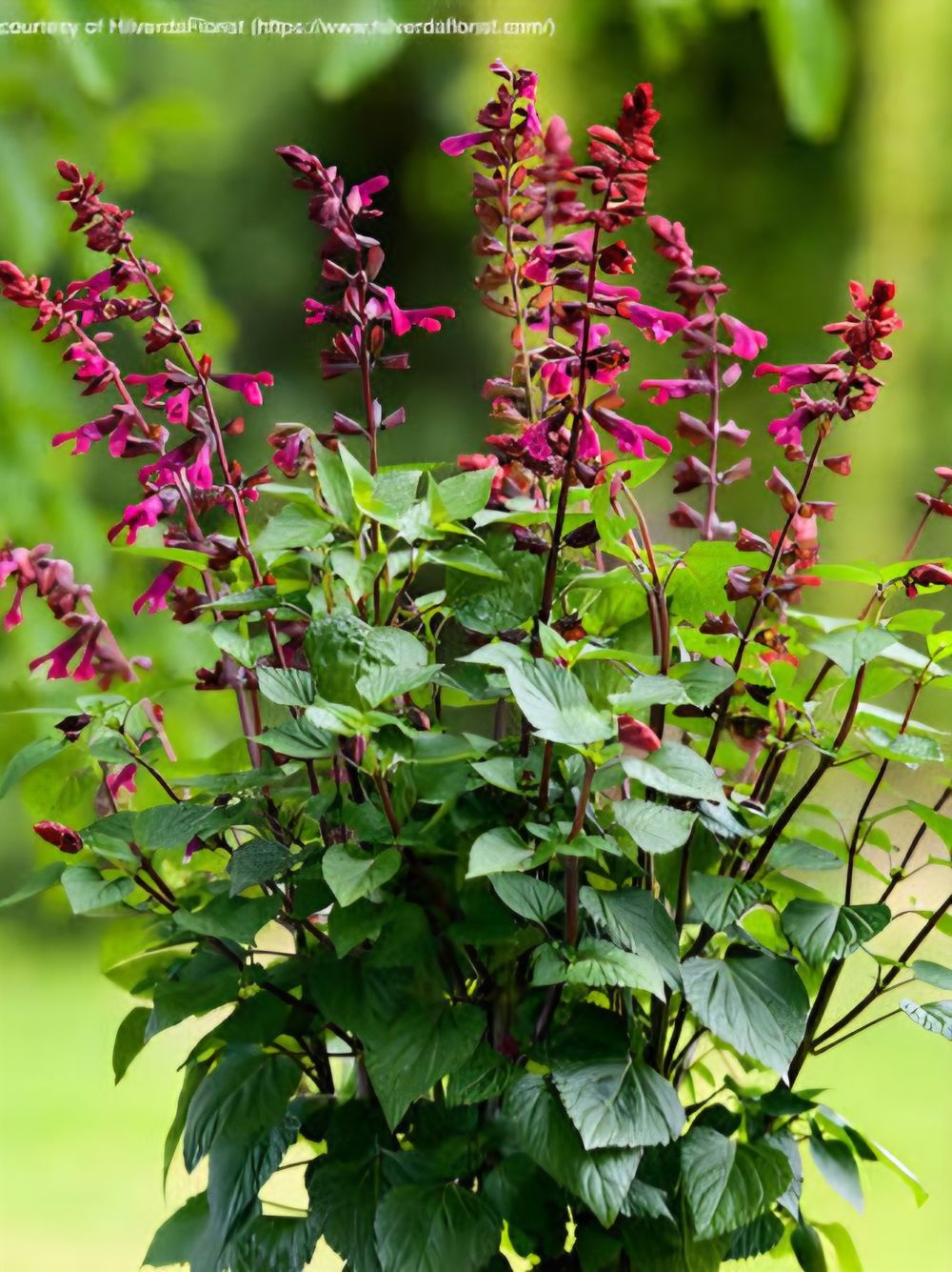 Salvia Strawberry Lake (14cm)