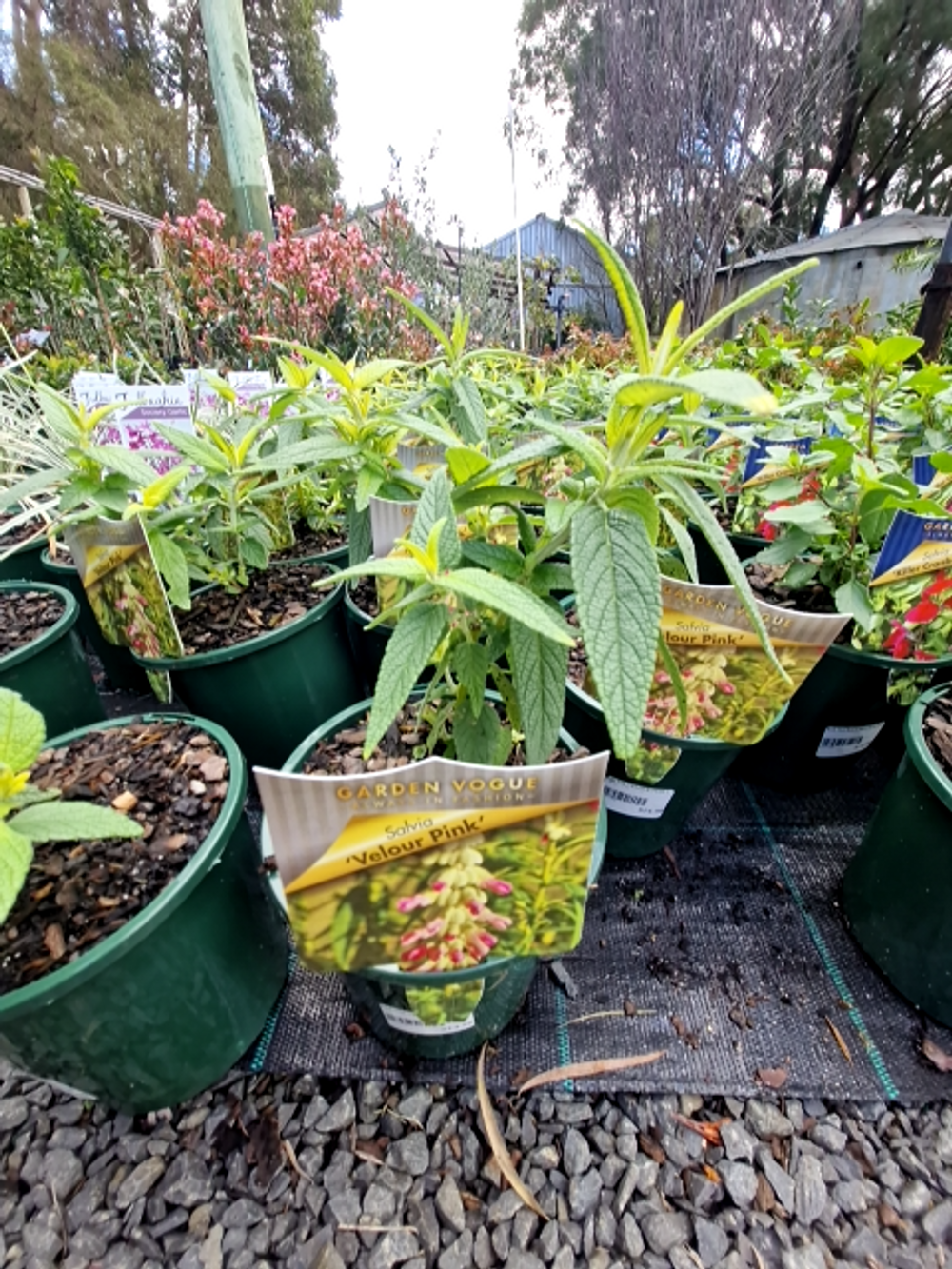 SALVIA VELOUR PINK (14CM)