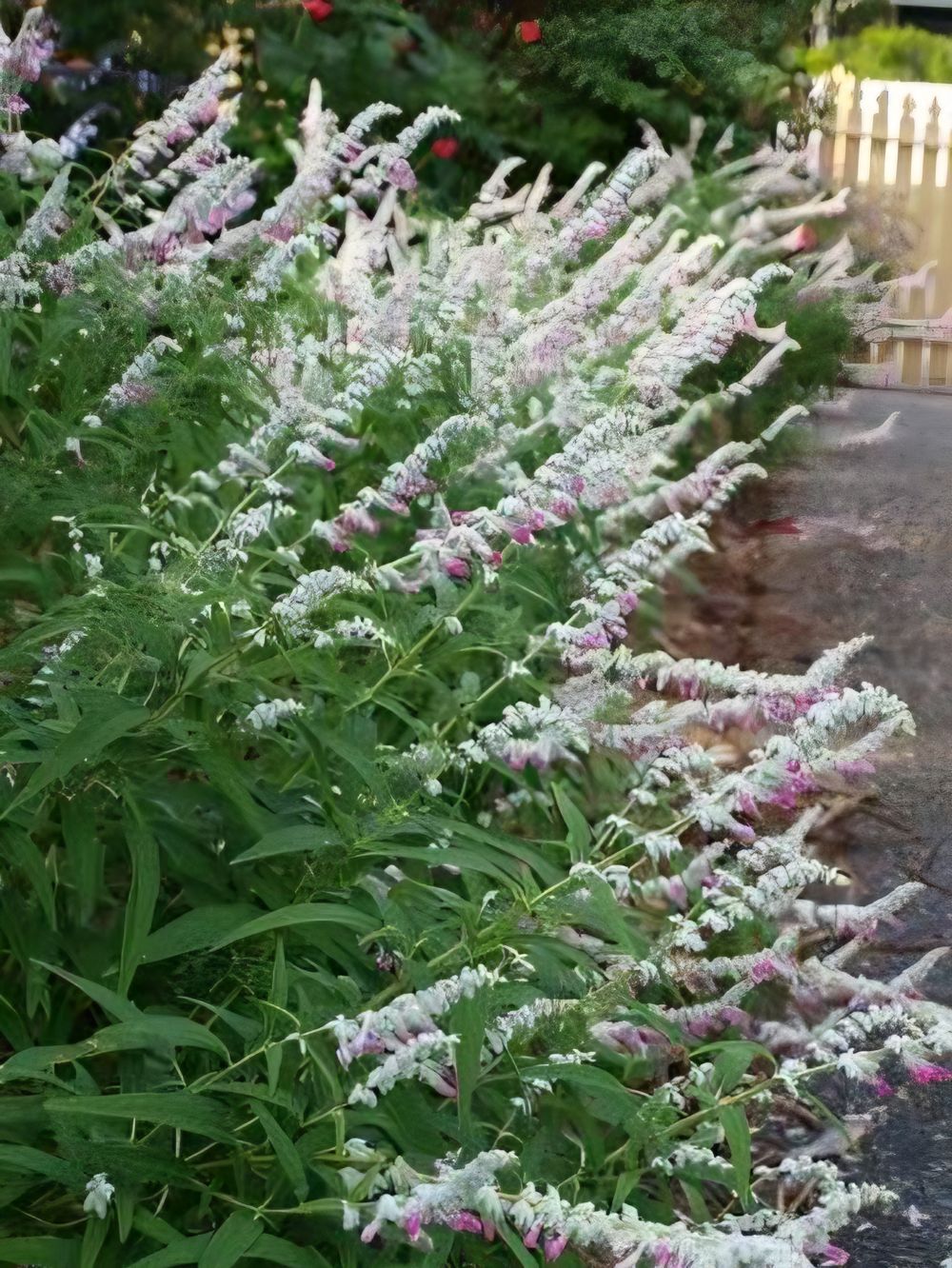Salvia leucantha Velour Pink (14cm)