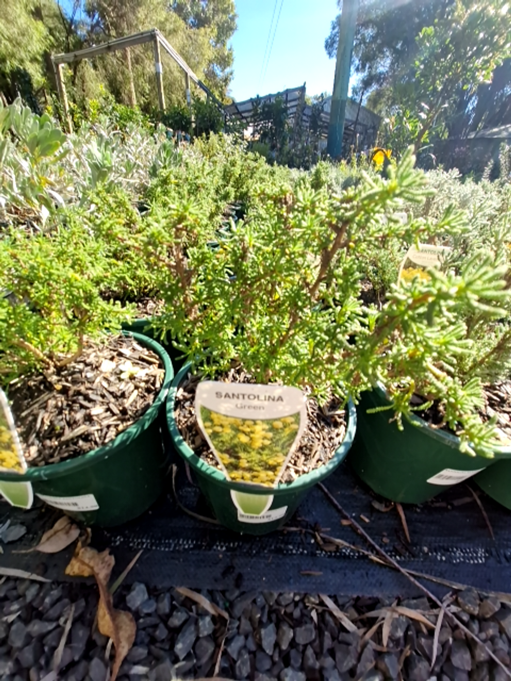 SANTOLINA SANTOLINA LAVENDER COTTON GREEN FORM (14CM)