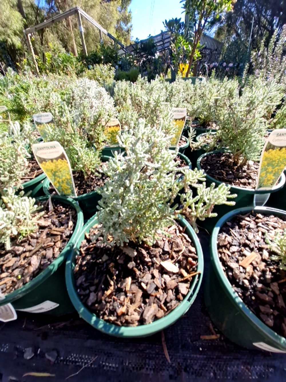 SANTOLINA SANTOLINA LAVENDER COTTON GREY FORM (14CM)