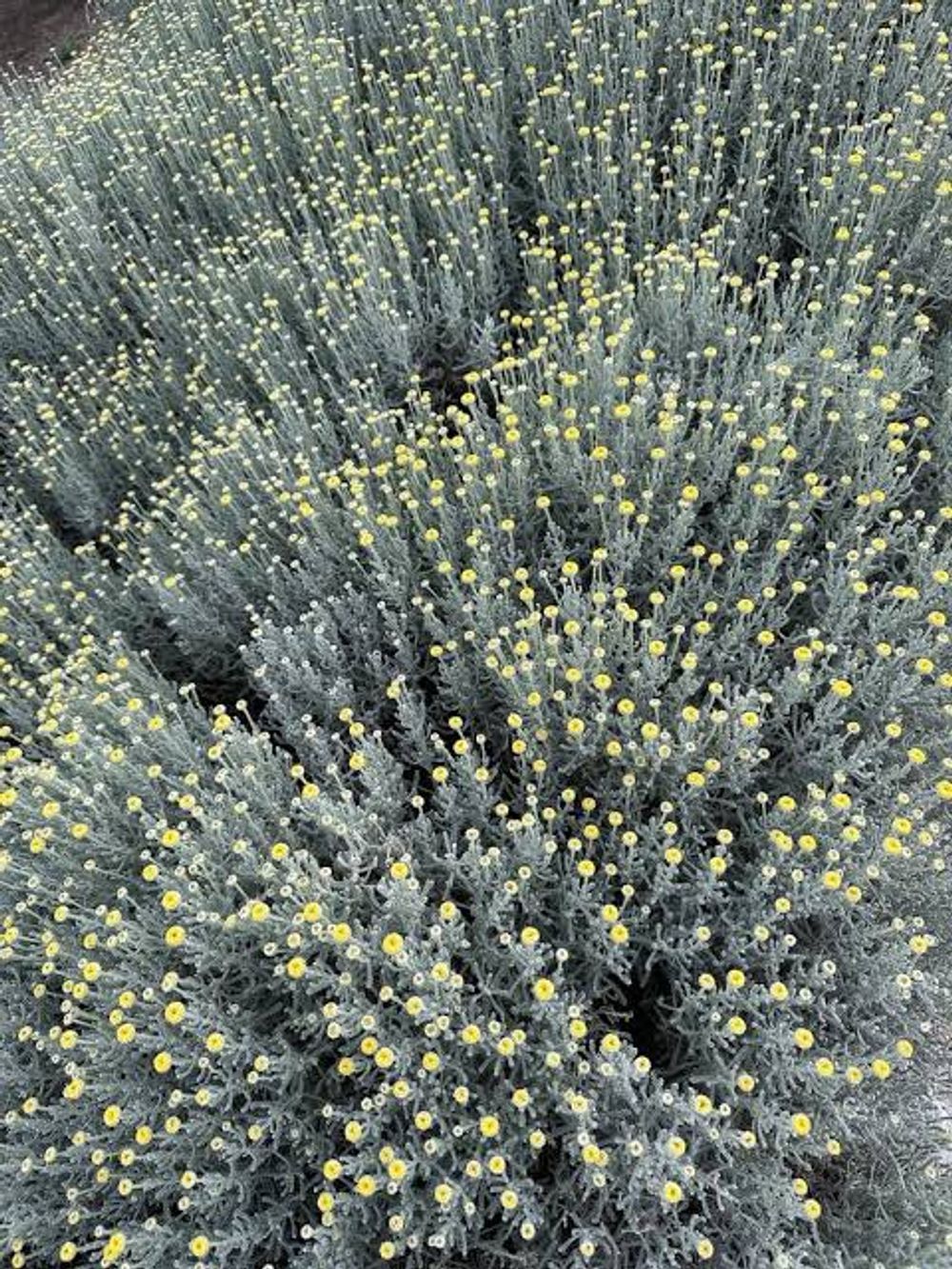 Santolina tomentosa Cotton Lavender Grey (14cm)