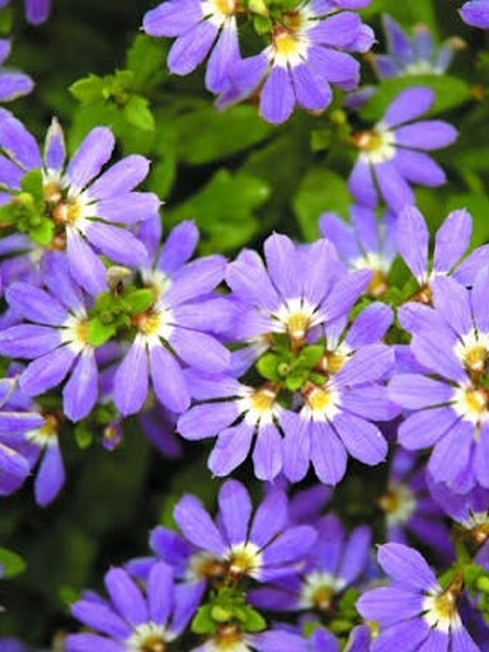 SCAEVOLA AUSSIE CRAWL (14CM)