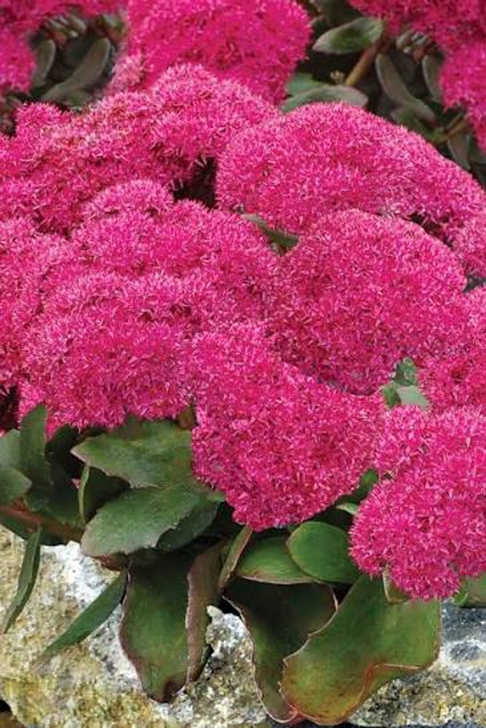 SEDUM BIRTHDAY PARTY (14CM)
