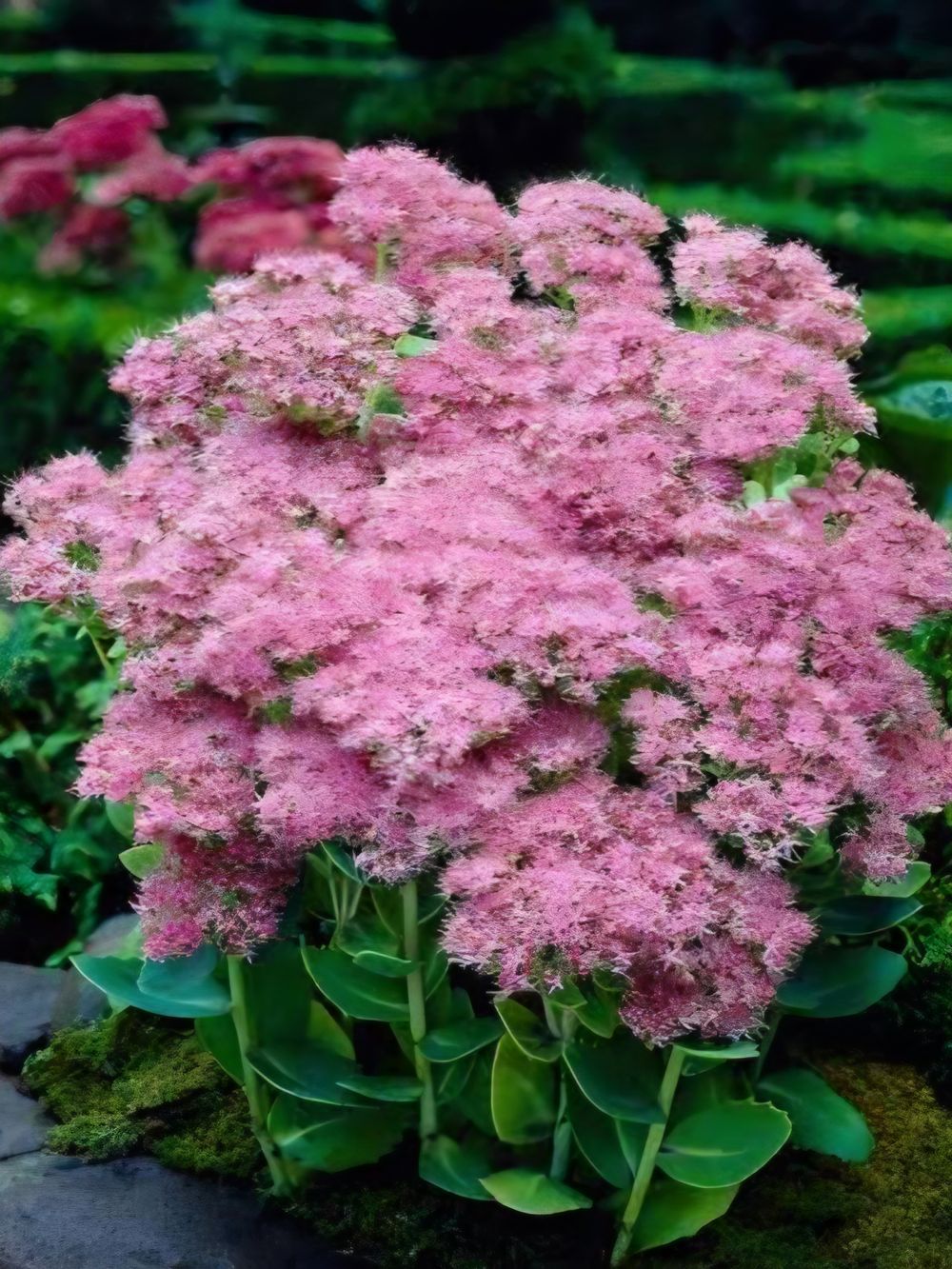 Sedum Brilliant (14cm)