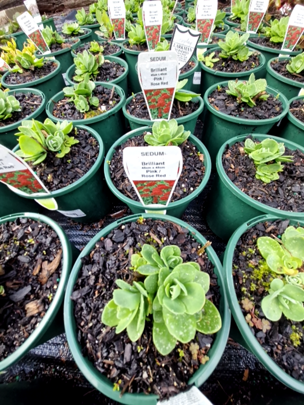 SEDUM BRILLIANT (14CM)