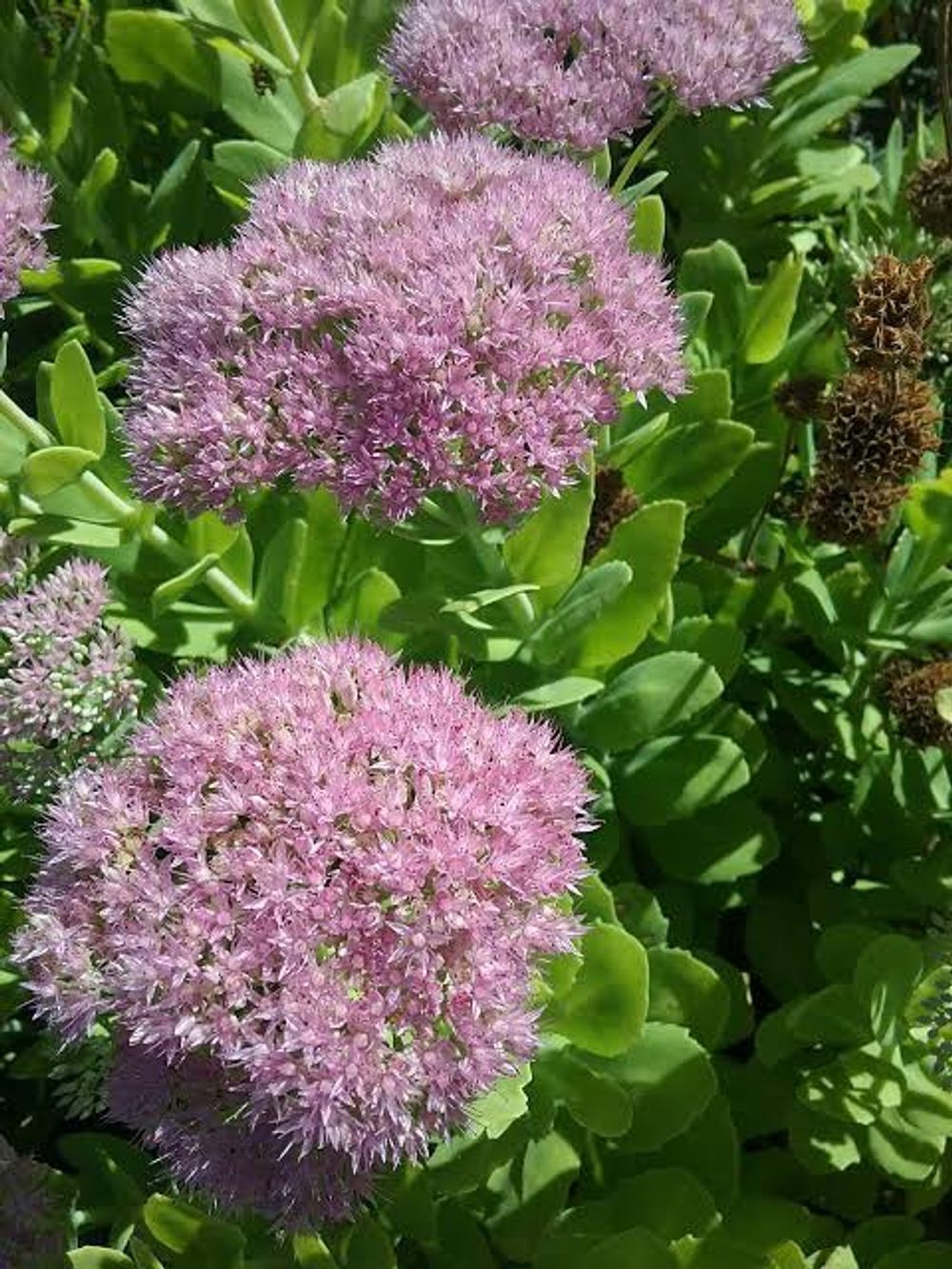 SEDUM MINI JOY (14CM)