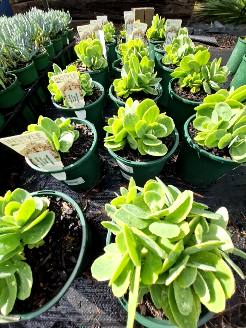SEDUM SEPTEMBER GLOW (14CM)