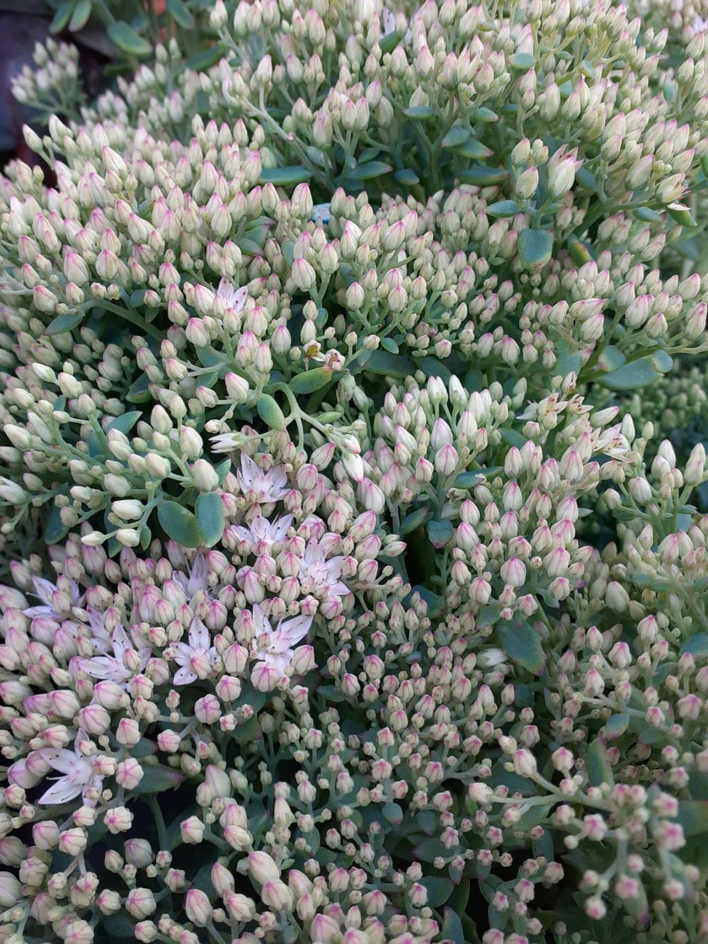 SEDUM THUNDER CLOUD (14CM)