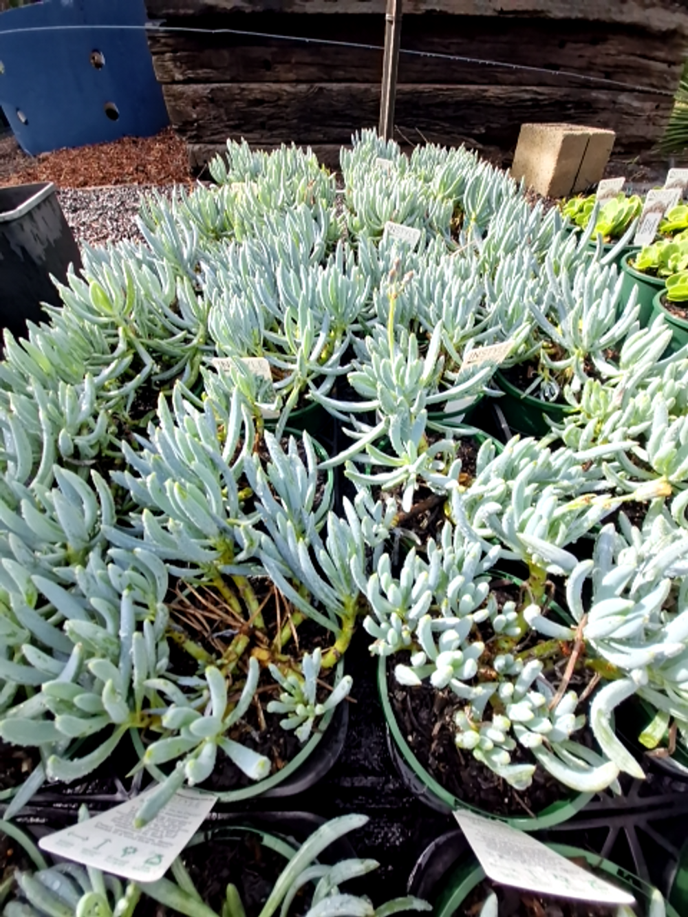 SENECIO CHALK STICKS (14CM)