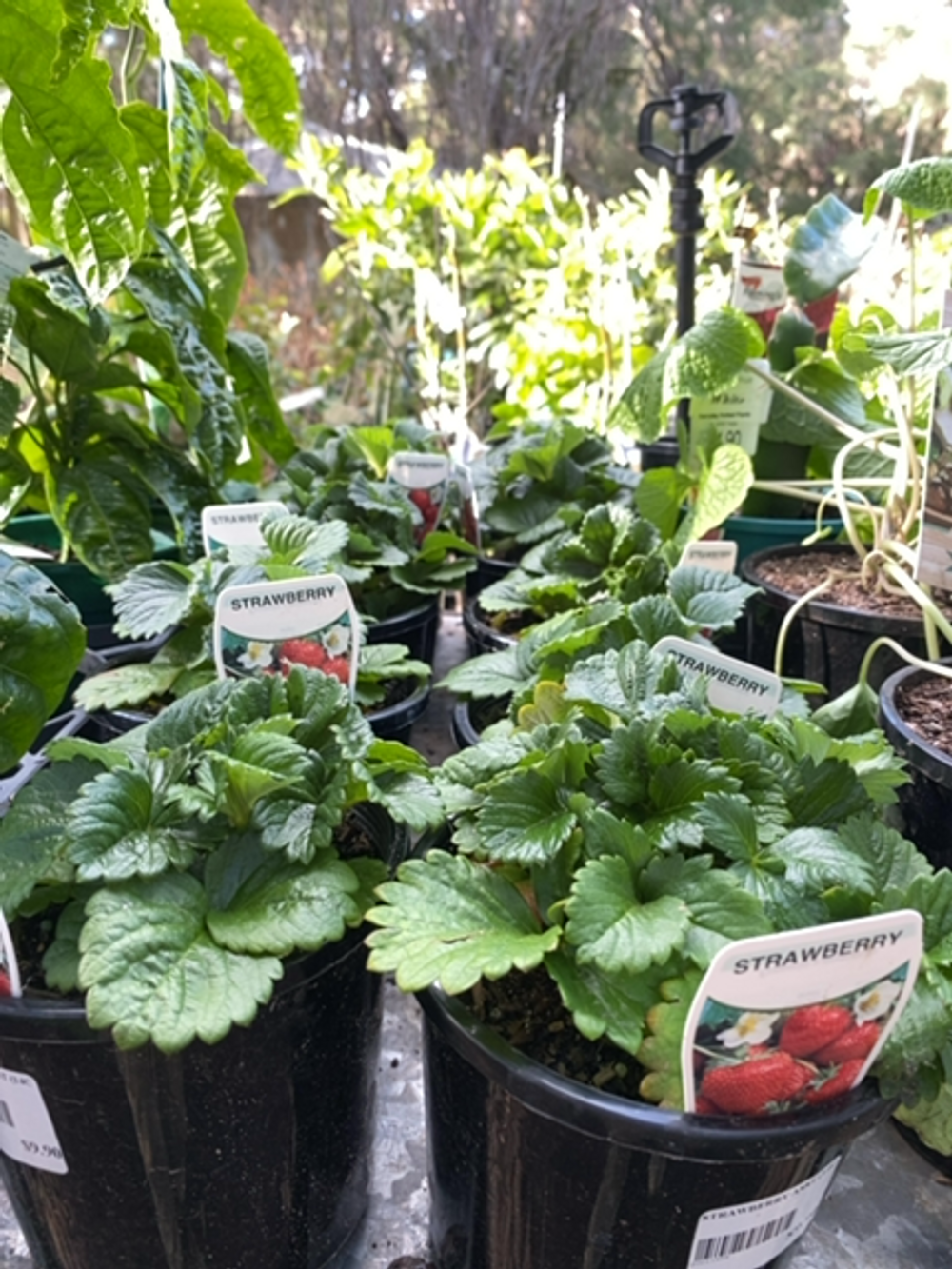 STRAWBERRY ASST (14CM)