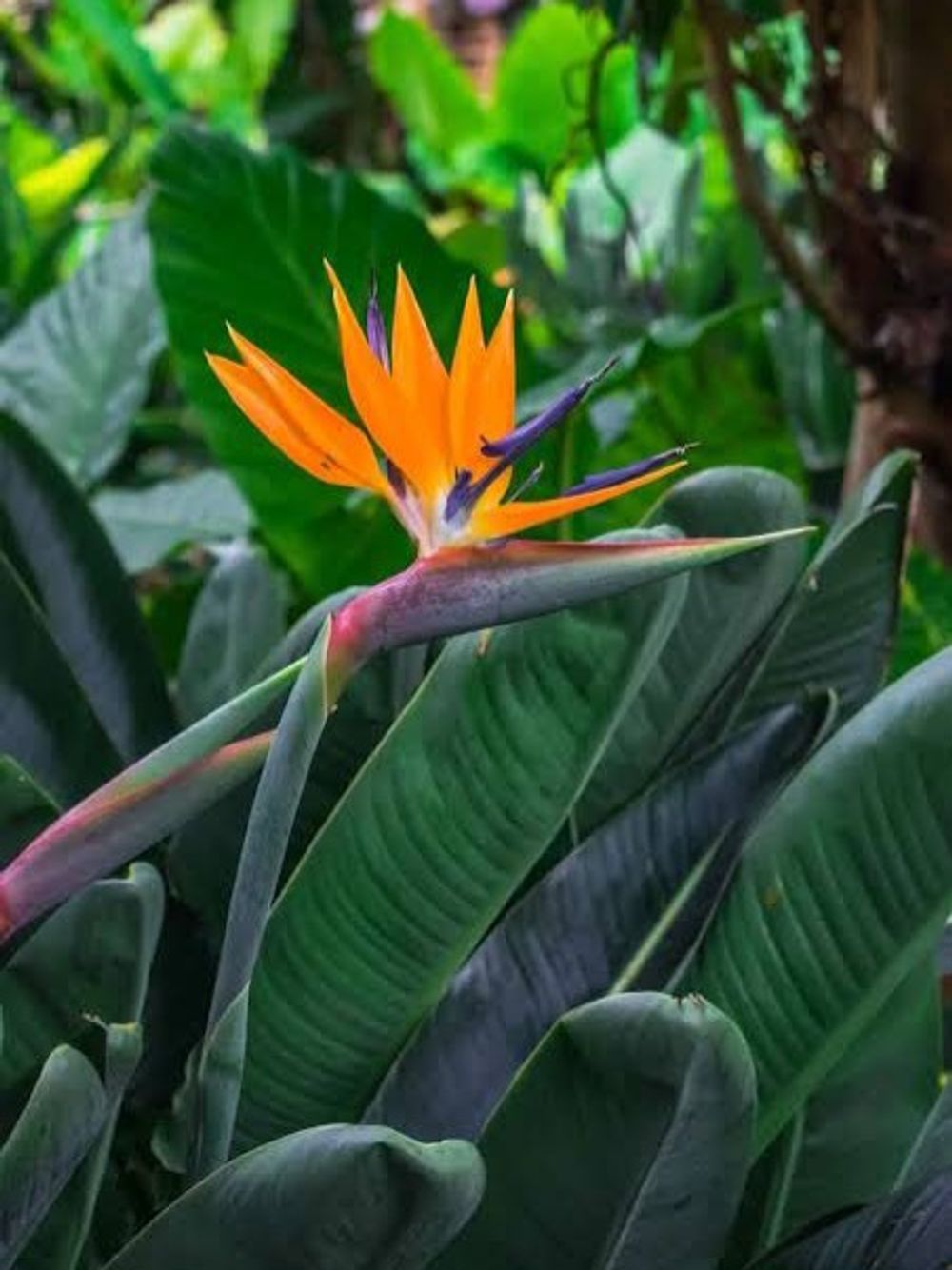 STRELIZIA REGINAE BIRD OF PARADISE (20CM)